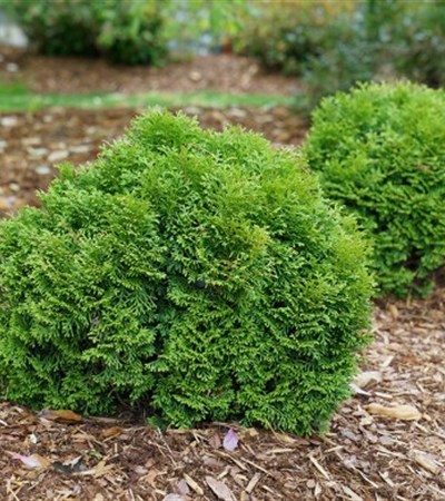 Arborvitae Tater Tot™